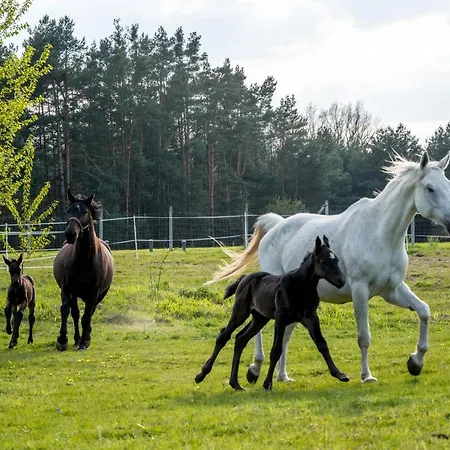 Modern Rancho - Nad Rzeka, Przy Stadninie Koni Pensión