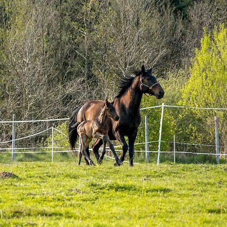 Modern Rancho - Nad Rzeka, Przy Stadninie Koni Pensión Kruszyna (Czestochowa)