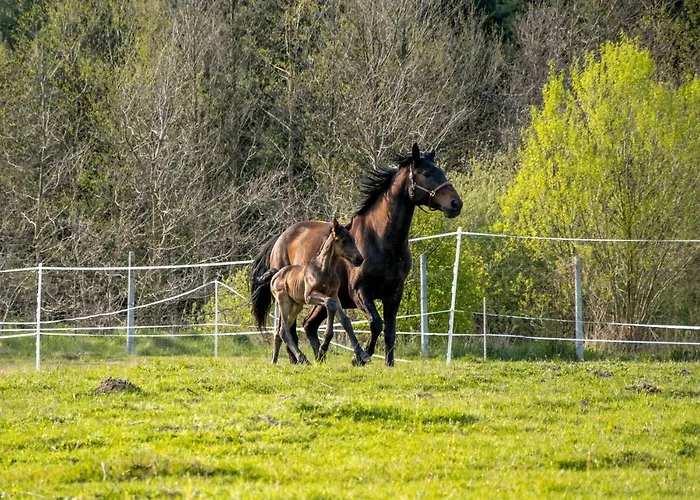 Modern Rancho - Nad Rzeka, Przy Stadninie Koni Гостевой дом Kruszyna (Czestochowa)