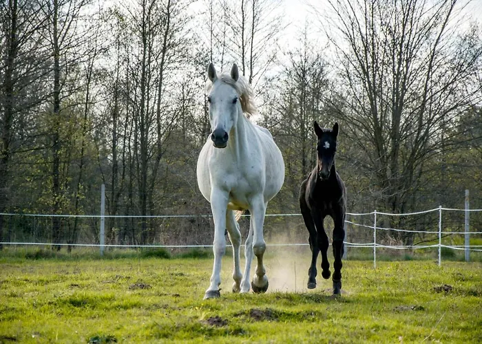 Modern Rancho - Nad Rzeka, Przy Stadninie Koni
